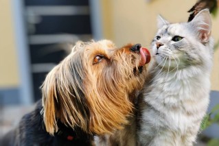 Worried your pet might catch bird flu? Here’s what you can do