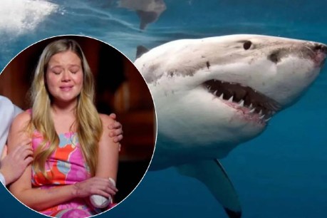 Do new shark drones make for a safer summer?