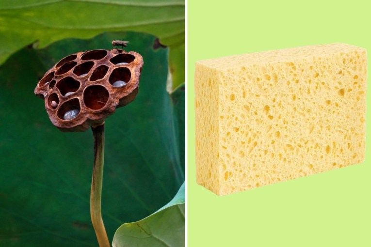 Why people find common items like sponges gross