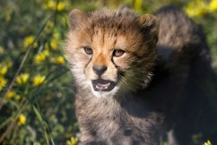 'Exciting milestone': Zoo welcomes cheetah cubs
