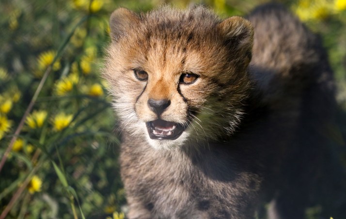 'Exciting milestone': Zoo welcomes cheetah cubs