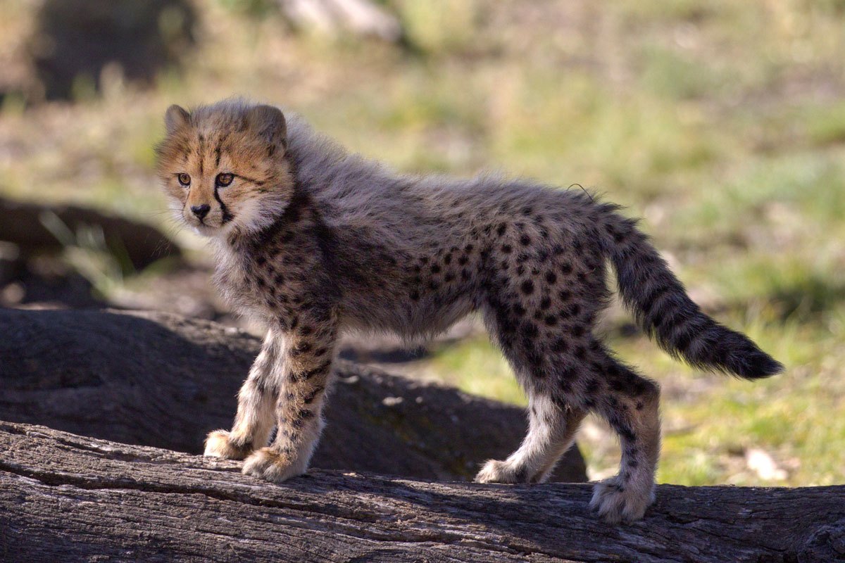 Cheetah cub