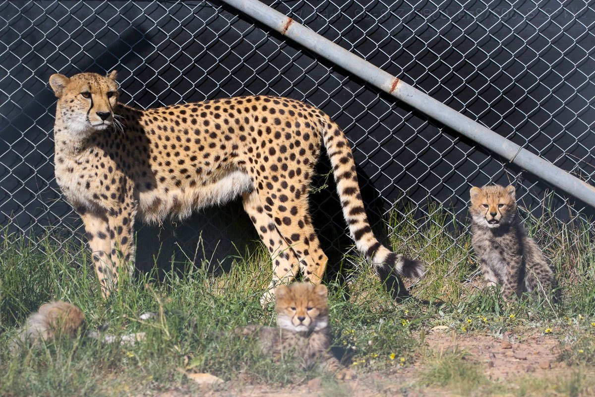 Cheetah cubs