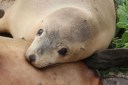 Bodies of 14 endangered sea lions found in SA