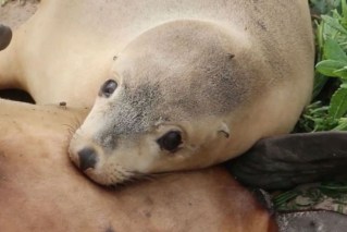 Bodies of 14 endangered sea lions found in SA