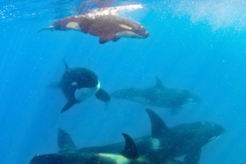 orcas