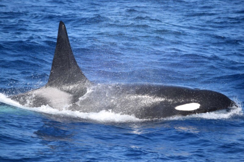 orcas