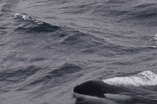 Inside the secret societies of killer whales