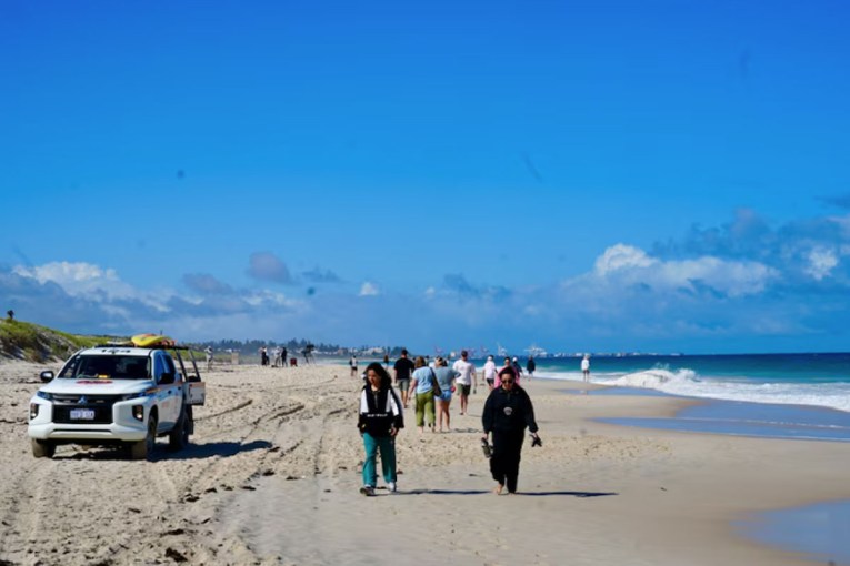 Washed-up whale carcass on WA beach sparks shark warning