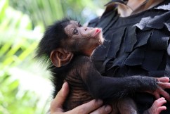 Baby chimp off on new journey after rocky start