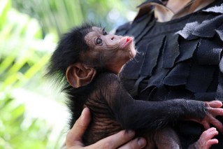 Baby chimp embarks on new journey after rocky start