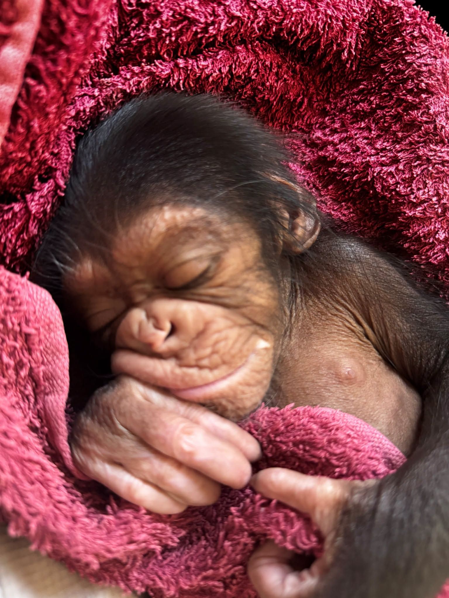 Baby chimp Cassie