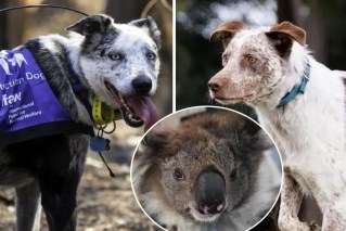 Rescue dog's new home as koala protector-in-chief