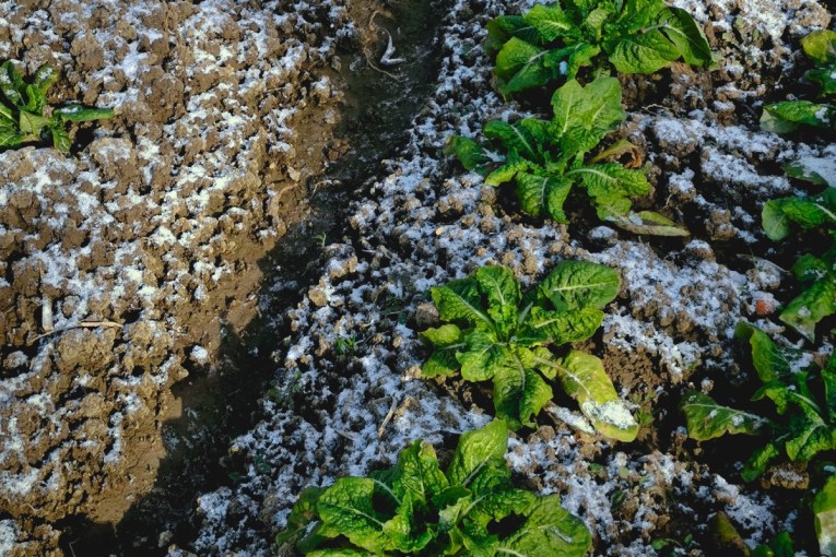 El Nino may bring fierce frosts for Aussie farmers