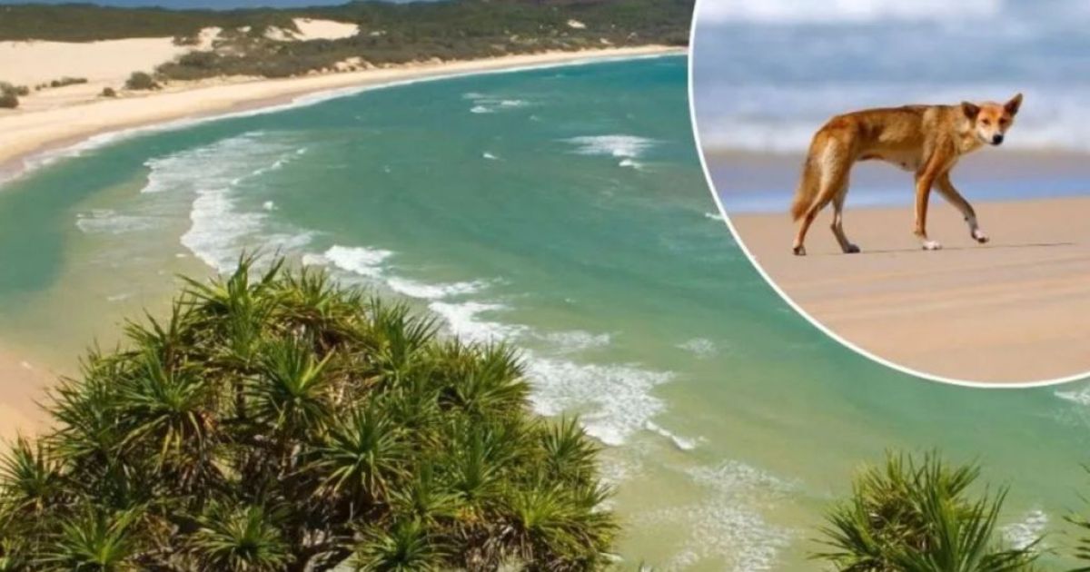 School holiday warning for Fraser Island travellers