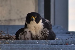 Community rallies for missing falcon chick