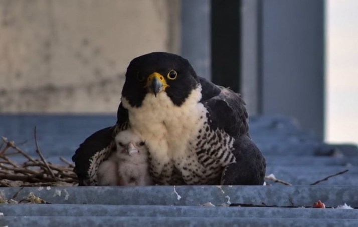 Community rallies for missing falcon chick