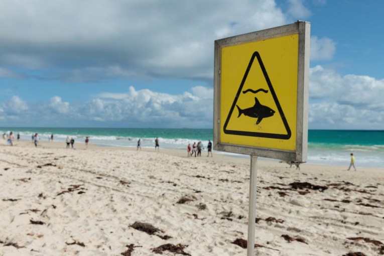 Sharks may linger for weeks after whale carcass removed