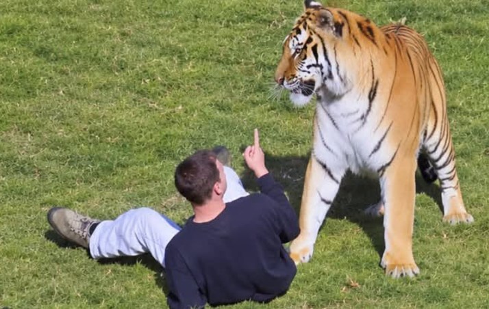 Tiger's fate decided after man mauled to death