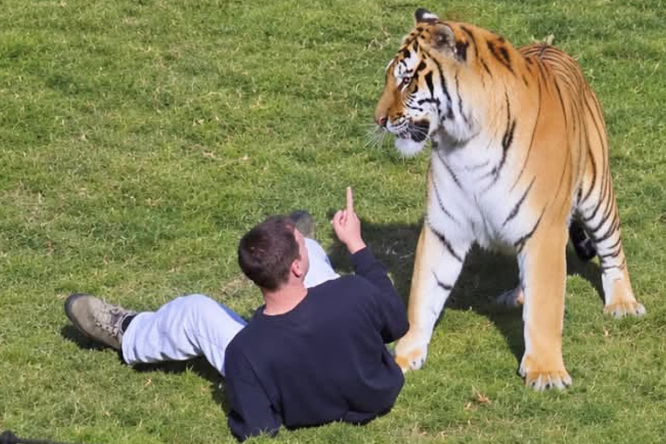 The man was mauled after climbing into the tiger's enclosure.