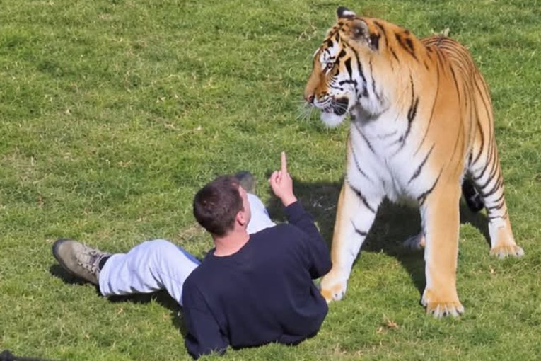 Fate of tiger revealed after man mauled to death