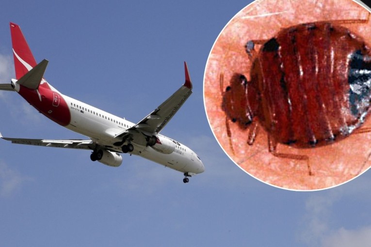 Qantas bedbug outbreak leaves passengers stranded