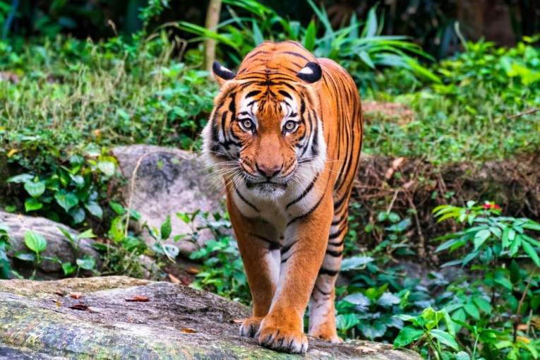 Tiger mauling or execution: Ethics of social media