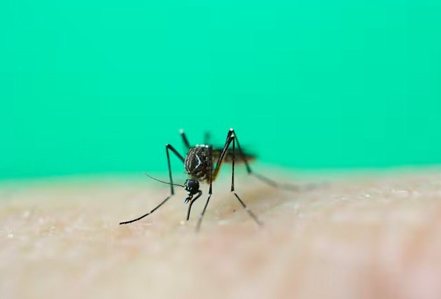 dengue