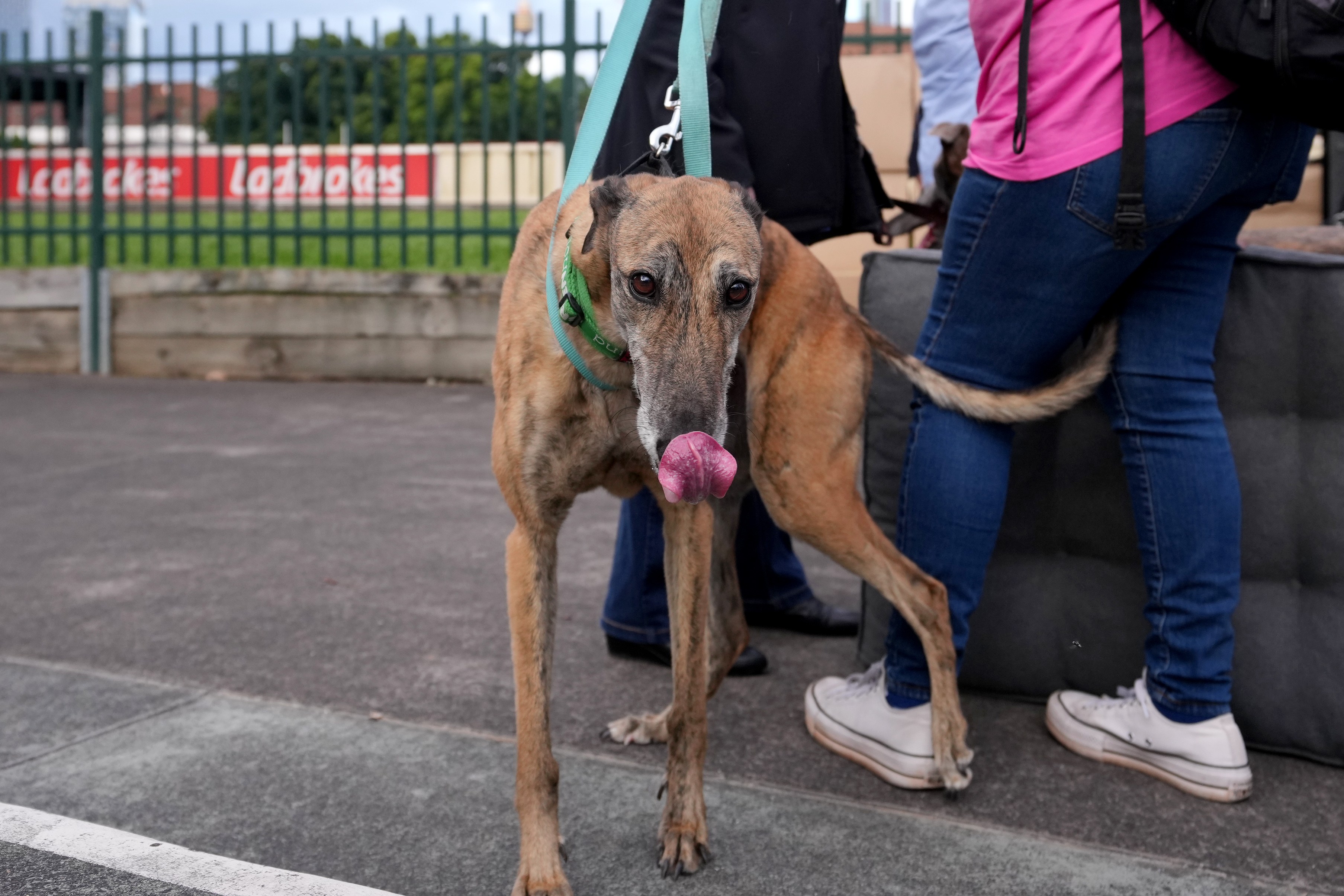 Greyhound