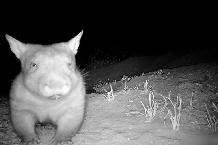 ‘Who’s your daddy?’: Wombat drama unfolds in Qld