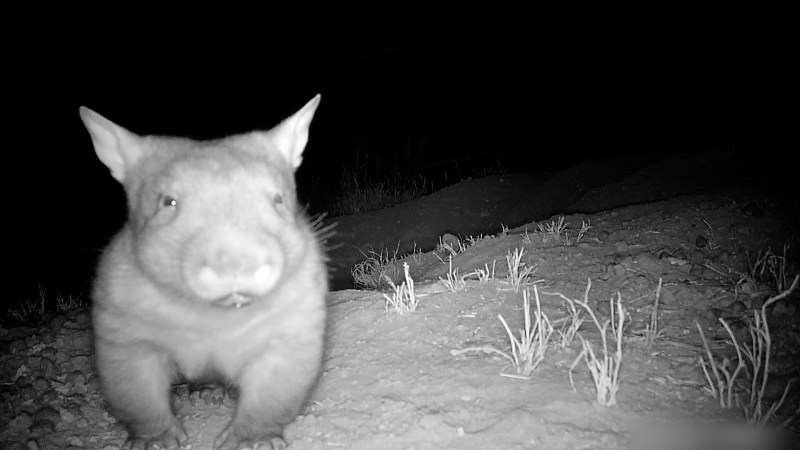 wombat