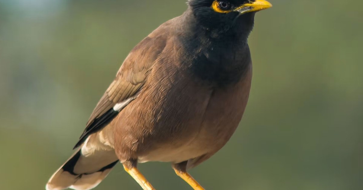 Myna Invasive ‘Cane toad of the sky’: How Australia turned on the Indian myna