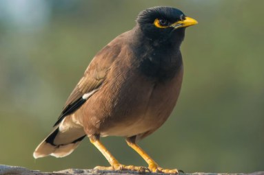âCane toad of the skyâ: Our dislike of the Indian myna