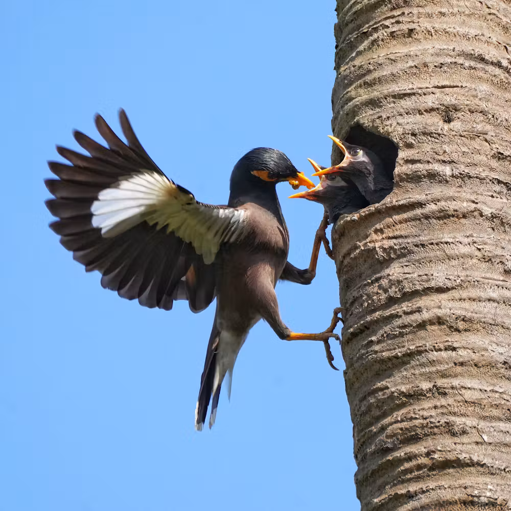 myna