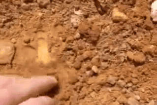 Amateur prospector digs up weighty gold nugget
